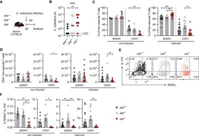 IRF4 is required for migration of CD4+ T cells to the intestine but not for Th2 and Th17 cell maintenance